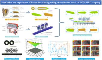 Simulation and experiment of kernel loss during peeling of seed maize based on DEM-MBD coupling