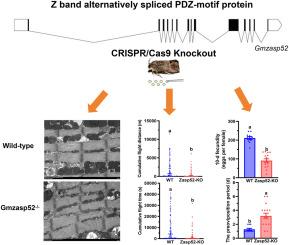 Function of the zasp52 gene detected by CRISPR/Cas9 in the global fruit borer Grapholita molesta