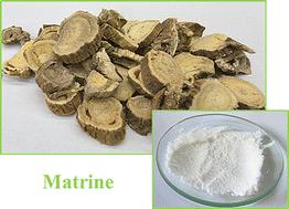 Matrinium-based active pharmaceutical ingredient ionic liquids: chain length effect on micellization, bioactivity and thermodynamic behaviors†