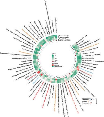 Impact of Mitochondrial-Associated Proteins on Erectile Dysfunction: Insights From Mendelian Randomization Analysis