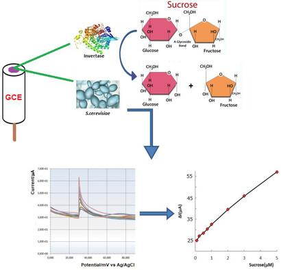 A Novel Modified Invertase-Saccharomyces Cerevisiae Hybrid Biosensor for the Determination of Sucrose