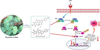 C-glycosylated and alkylated flavonoids with potent anti-inflammatory activity from the whole plants of Drymaria cordata