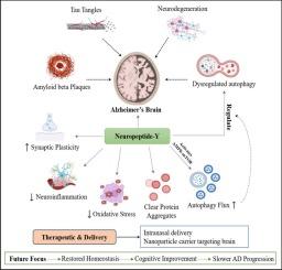 Interplay of neuropeptide Y and autophagy in Alzheimer's disease: Therapeutic perspectives and mechanistic insights