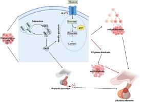 DDB1 promotes pituitary adenoma progression by enhancing PAK1-mediated aerobic glycolysis