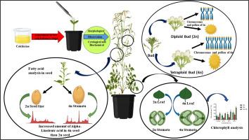 Effect of colchicine treatment and polyploidy induction on morphological, biochemical, and cytological characteristics of Lepidium sativum Linn․