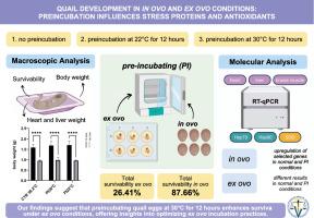 Quail development in in ovo and ex ovo conditions: Preincubation influences stress proteins and antioxidants