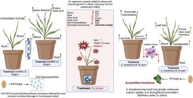 Enhanced wheat growth and stress resilience under copper toxicity through ZnO─NPs and Azospirillum brasilense