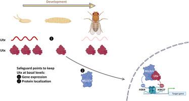 Spatiotemporal dynamics of histone H3K27 demethylase during development