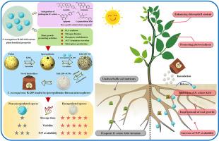 Sporopollenin-chitosan microspheres loaded with an endophytic fungus Talaromyces neorugulosus R-209 for promoting development and controlling root rot in pigeon pea