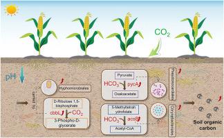 Soil pH decline promotes soil organic carbon accumulation by regulating the microbial carbon sequestration pathway