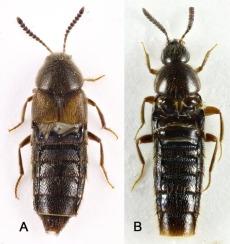 A review of Korean Aleochara Gravenhorst subgenus Xenochara Mulsant and Rey (Coleoptera:Staphylinidae:Aleocharinae) with description of a new species