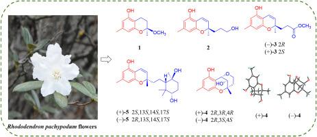 Phytochemical profiling of Bai traditional food: Eight previously undescribed meroterpenoids derivatives with cytotoxic potential from the flowers of Rhododendron pachypodum