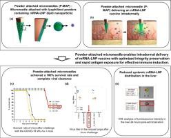 Powder-attached microneedles for the stable and effective transdermal delivery of clinically validated mRNA-LNP vaccine