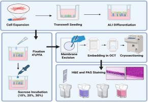 Differentiation and histological analysis of primary human bronchial epithelial cells cultured on transwell membranes using air-liquid interface culture