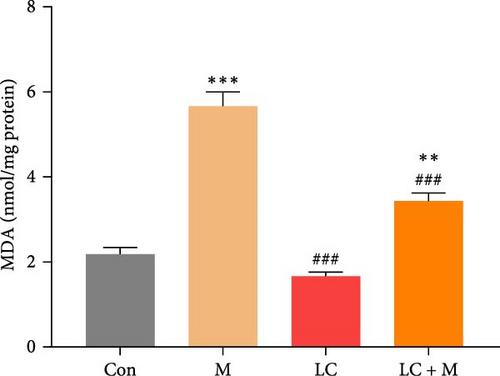 L-carnitine Ameliorates Disturbed Testicular Parameters and Sex Hormone Level in Movento-Exposed Mice: Mitigation of Oxidative Stress and Inflammation