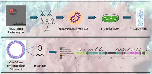 Cyanophage Infections in a Sponge Intracellular Cyanobacterial Symbiont
