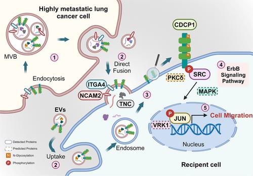 Proteomic Analysis of Extracellular Vesicles Identifies CDCP1 as Critical Metastasis-Related Glycoprotein in Lung Cancer