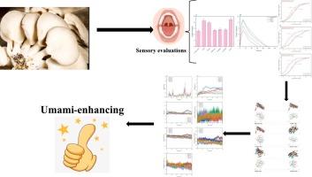 Identification of novel umami peptides from Pleurotus ostreatus and their umami-enhancing effects through virtual screening, sensory evaluation, and molecular simulation