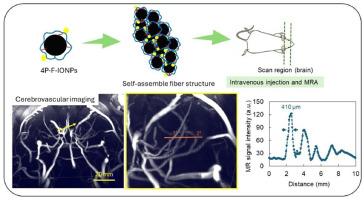 Self-assembly of iron oxide nanoparticles for microvascular magnetic resonance imaging