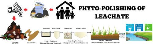 Phyto-polishing of leachate with Malaysian native bulrush: Pollutant removal and kinetics study