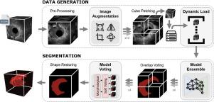 A deep learning strategy for the 3D segmentation of colorectal tumors from ultrasound imaging