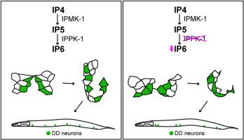 IPPK-1 and IP6 contribute to ventral nerve cord assembly in C. elegans