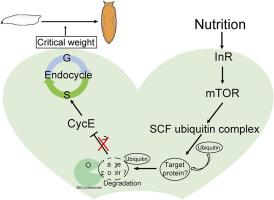 Cullin1 orchestrates insulin/mTOR signaling to drive endocycle progression and ecdysteroid production in Drosophila prothoracic glands during critical weight attainment
