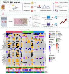Genomic landscape and molecular evolutionary trajectories of renal epithelioid angiomyolipoma and benign angiomyolipoma