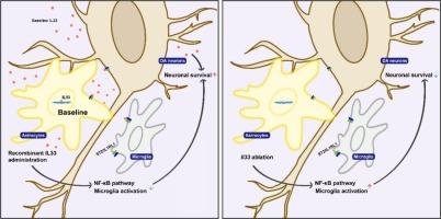 Interleukin-33 promotes dopaminergic neuron survival and inhibits glial activation in Parkinson’s disease models