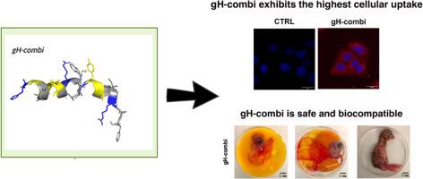 Transport across membrane meets biophysics to unveil the mechanism of action of a novel gH625 analogue
