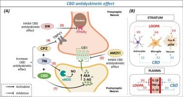 Cannabidiol improves L-DOPA-induced dyskinesia and modulates neuroinflammation and the endocannabinoid, endovanilloid and nitrergic systems