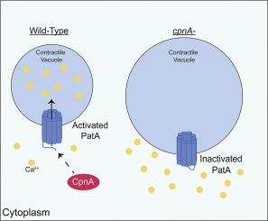 Copine A is essential for calcium homeostasis in Dictyostelium