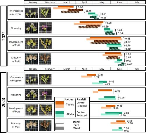 Effect of Rainfall Reduction and Competition on the Phenology of the Mediterranean Forage Perennial Legume Bituminaria bituminosa var. albomarginata cv. Lanza