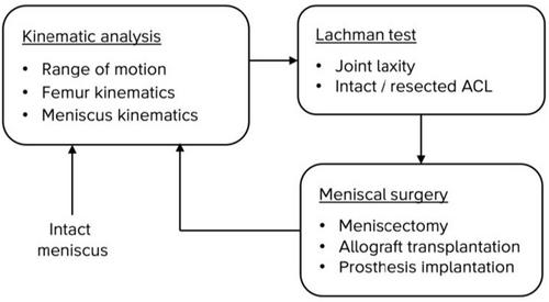 Artificial medial and lateral meniscus prostheses mimic kinematics of the native meniscus without affecting knee joint motion: A cadaveric study