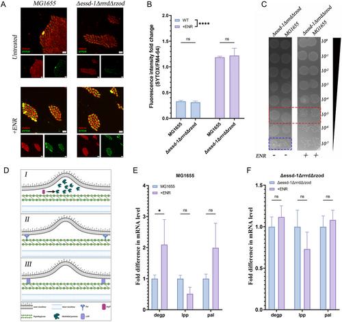 Unveiling a Novel Mechanism of Enhanced Secretion, Cargo Loading, and Accelerated Dynamics of Bacterial Extracellular Vesicles Following Antibiotic Exposure