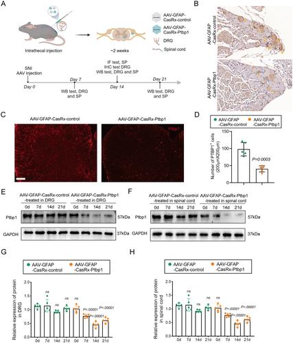 Ptbp1 Knockdown in Glial Cells Promotes Motor and Sensory Function Recovery After Peripheral Nerve Injury