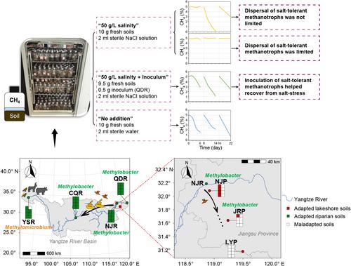 Is Everything Everywhere? Dispersal Limitation Impacts Methanotroph Community Functioning