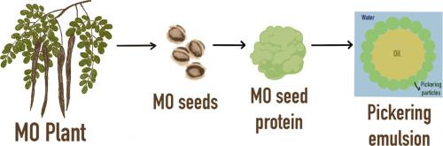 Moringa Oleifera as a multifunctional bioresource: Nutritional, medicinal and its pickering emulsifying potential