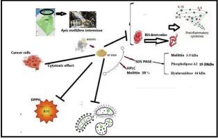 Chemical, antioxidant, anti-inflammatory, antibacterial, and cytotoxicity assessments of Apis mellifera intermissa venom collected in Northeast Algeria