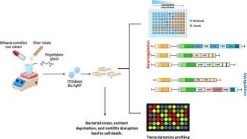 Withaferin A and Withanolide A-mediated silver nanoparticles target bacterial motility, metabolism, and stress adaptation in E. coli