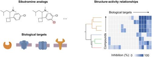 Safety pharmacology of sibutramine analogues evaluated by in silico and in vitro biological target screening
