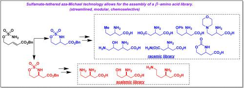 Syntheses of natural and non-natural β-amino acids using racemic and enantioselective sulfamate-tethered aza-Michael cyclization reactions