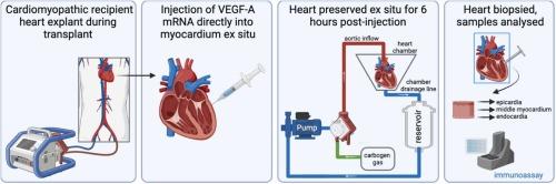 Ex situ heart perfusion: A novel platform to test cardiovascular therapeutics in human hearts
