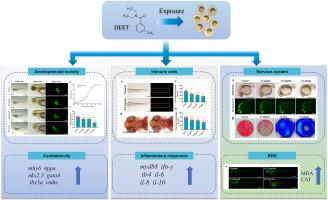 Toxicity assessment of N, N-Diethyl-meta-toluamide (DEET) in zebrafish embryos