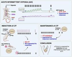 The development but not the maintenance of phrenic and sympathetic long-term facilitation after acute intermittent hypoxia requires nucleus tractus solitarii H2O2