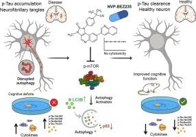 NVP-BEZ235 enhances autophagy and ameliorates cognitive deficits by targeting tauopathies