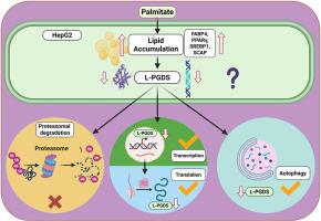 Palmitate-induced downregulation of lipocalin prostaglandin D2 synthase accompanies hepatic lipid accumulation in HepG2 cells