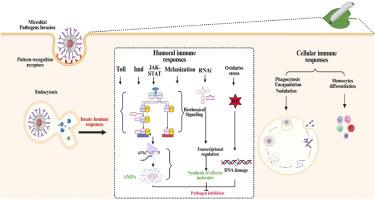 A Comprehensive review of humoral immune defense in the silkworm, Bombyx mori: Mechanistic insights and responses to microbial pathogens