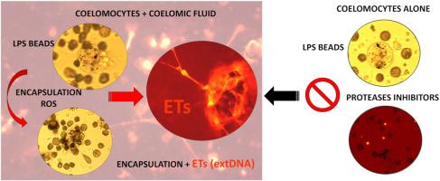 Extracellular traps release by coelomocytes in Eisenia andrei earthworm are involved in encapsulation process