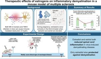 Therapeutic effects of estrogens on inflammatory demyelination in a mouse model of multiple sclerosis